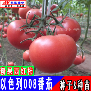 ��ɫ��008F1�۹����t���N�ѿ�TV�ۼt���t���N��ɳȿ������