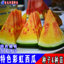 彩虹瓜之宝礼品小型西瓜种子花皮红壤礼品西瓜籽水果菜籽四季种植