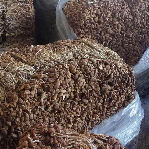 Dried Unopened Mushroom Shiiitake Specialty Product from Gutian, Fujian - 500g Edible Fungus Agricultural Product