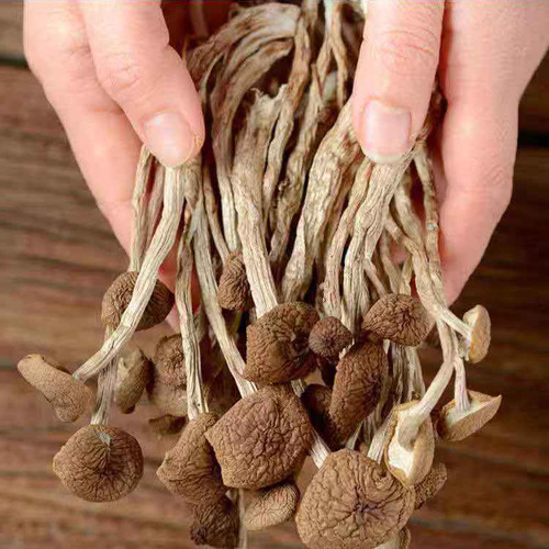 Dried Unopened Mushroom Shiiitake Specialty Product from Gutian, Fujian - 500g Edible Fungus Agricultural Product