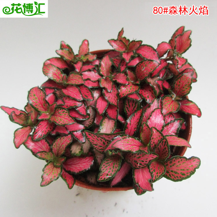 Wholesale Micro Landscape 80 # Forest Flame Mesh Grass Micro Landscape Foliage Small Potted Florals Wholesale