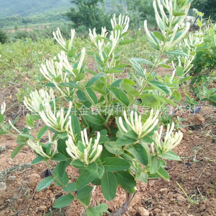 全蕾金银花苗 金银花树苗 植物花苗 植物盆栽花卉