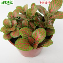 l΢;GֲС  80#etGWy