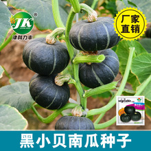 厂家批发贝贝小南瓜种子黑绿色迷你杂交板栗种籽味甘甜粉糯蔬菜种
