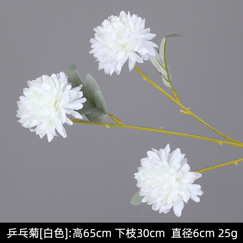 탁구 국화-화이트