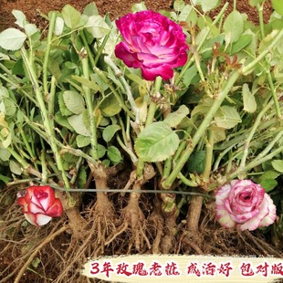 Основание Юньнана копает большую кучу цветочниц в течение трех лет.