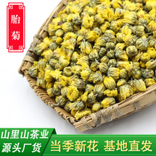 厂家直销优质胎菊散装批发菊花茶产地直供500克花草茶优质胎菊花