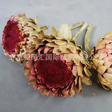 �����������M�����E���E��Ȼֲ��廨�b��񻨸��ﻨ�YƷ�ղ�