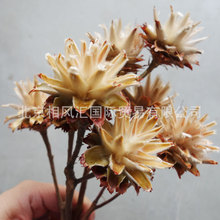 【羽毛菊（双头）】进口干花不凋花天然植物拍照道具装饰插花花束