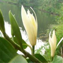 �������l�S���m����ͥԺ�쾰�Gֲ���Ե���