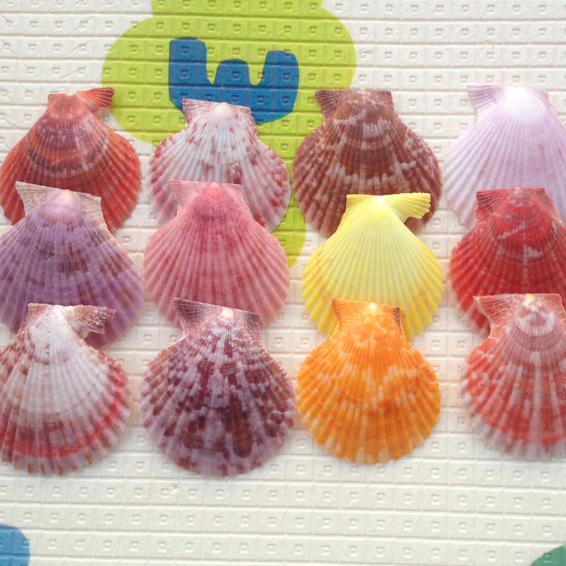 Natural conch shell 4-6cm colorful scallop colorful scallop slices wholesale