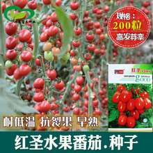 红圣水果番茄种子 农场菜园早熟抗裂樱桃番茄西红柿籽 蔬菜种子