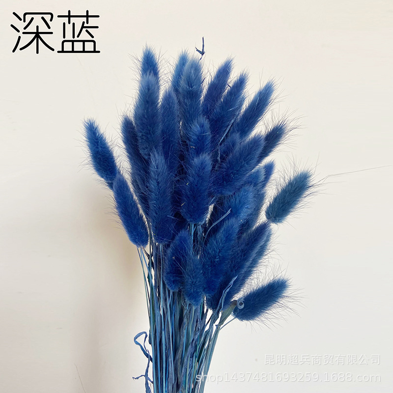 Hierba de cola de conejo flor seca hierba de cola de conejo blanco un montón de 50 piezas