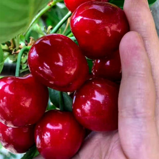 ����3����ֲ����������Ҙ� �F�ڬF�u������¶����˹�˙�����