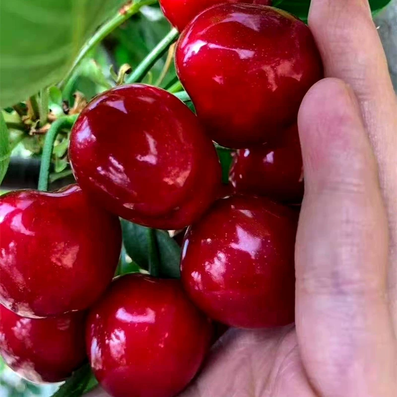 Продайте карликовые вишневые деревья 2 года 5 лет большие вишневые деревья теперь копают сейчас, продают базовые прямые волосы, фриск Саженцы вишни