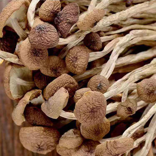 Dried Unopened Mushroom Shiiitake Specialty Product from Gutian, Fujian - 500g Edible Fungus Agricultural Product