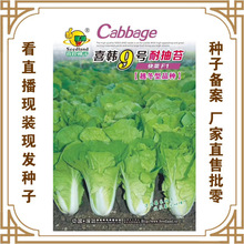 喜韩9号乃抽苔快菜F1 冯子龙种业厂家直售批零大田基地大棚四季