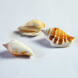 贝壳真海螺 黄水晶 凤凰螺3-4厘米家居地台装饰鱼缸水族摆件貝殼