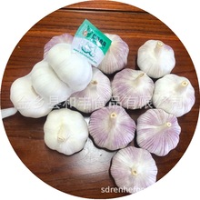 金乡鲜蒜出口各种规格大蒜红蒜白蒜产量高品质好大量现货可装柜