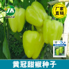 Yellow Sweet Pepper Seeds Conical Pepper, Don’t Spicy Watching the Balcony Potted Populus Cumin Seed Seeds Seeds Seeds