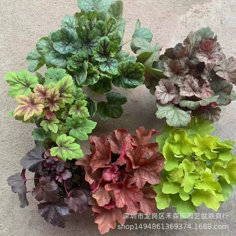База оптом квасцы в горшках многоцветный балкон садовая листва растение на открытом воздухе зимне выносливые многолетники