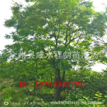 20到40公分熟苗乌桕树 移栽乔木乌桕批发 乌桕基地 园林景观树