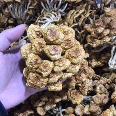 Fujian 2021 New products Furuta Nameko bulk Nameko wholesale Furuta Supplying Pearl mushroom 150 gram