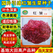 红皱生菜种子籽紫红散叶生菜种子生吃沙拉菜籽四季播蔬菜种子