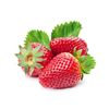 Cream street fruit strawberry four seasons indoor, wholesale