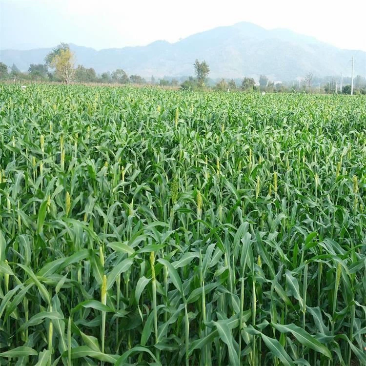 Поставка семян сладкого сорго Геркулеса