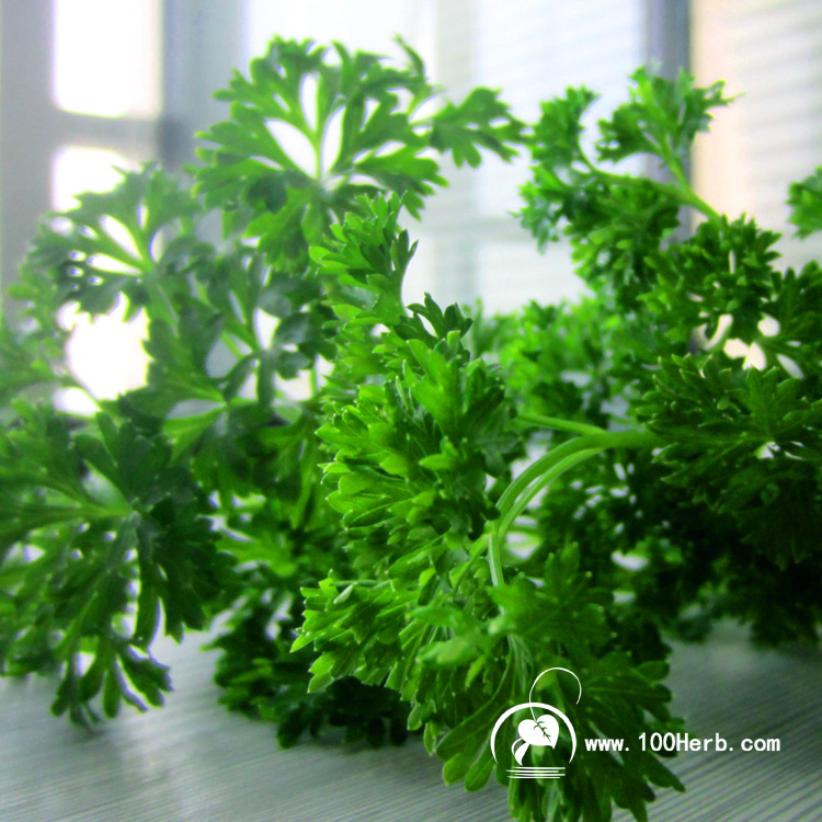 欧芹种苗基地直供法国香芹苗荷兰芹苗农场种植可持续采收香料作物