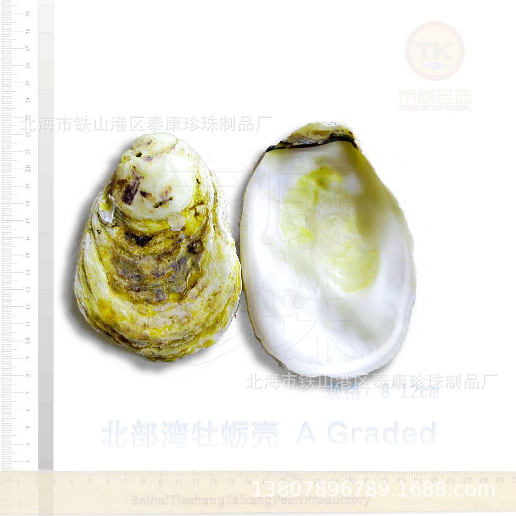 ĵϿ ĵÿǴӿ ѡ Oyster shell