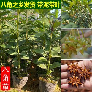 �V���˽ǘ����t�˽���˽Ǵ��������������Ϸ��Nֲ���������l