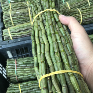 �FƤʯ���r�l1����/�Fժ���rʯ���㽭Ʒ�N�FƤʯ����ɽ�Nֲʯ��