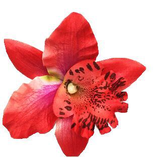 Small fresh Thai orchid flower hairpin for beach photo shoots, lace clip, bohemian holiday hair accessories for girls
