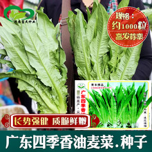 ���S�V�|�ļ������������������˷N�����l �߲˷N�ӻ����� �ļ���