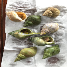 法国白螺绿螺30/50冻带壳熟峨螺无沙可刺身鲜活冷冻刺身料理