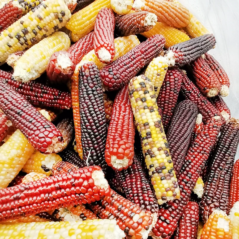 Хомяк еда основной продукт питания Мини маленький кукурузный початок морская свинка Шиншилла еж кролик Золотой медведь коренные закуски