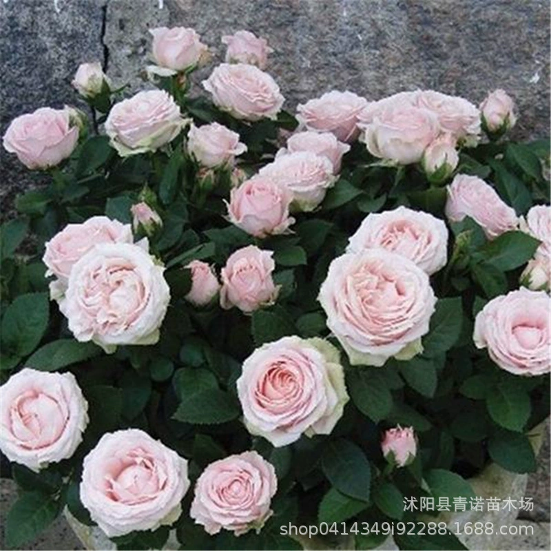 Базовые питомники оптом Европейская Луна бесконечная Принцесса Роза Цветочные саженцы большая Цветочная Луна очень красивые срезанные саженцы