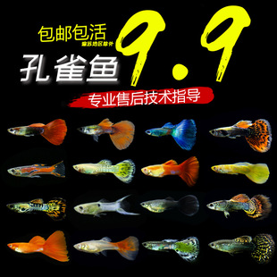 ��ȸ�~���l�^�p�~���ֵ�ˮ�Ꭷ�~���w̥�����~С�~�~��ˮ��Ⱥ��