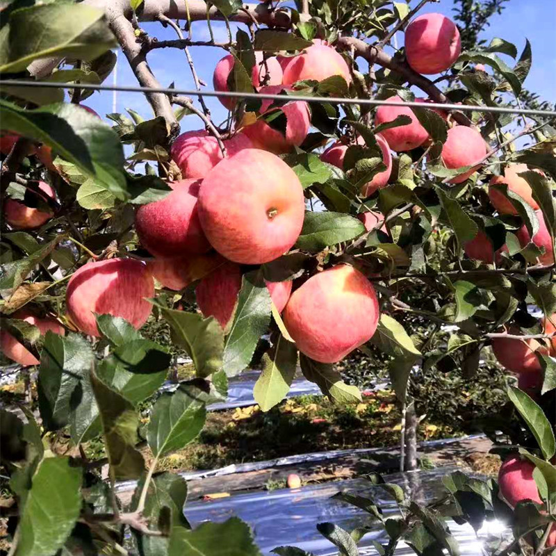 基地出售烟富6号 众诚一号苹果苗 当年结果3公分以上带土球苹果树