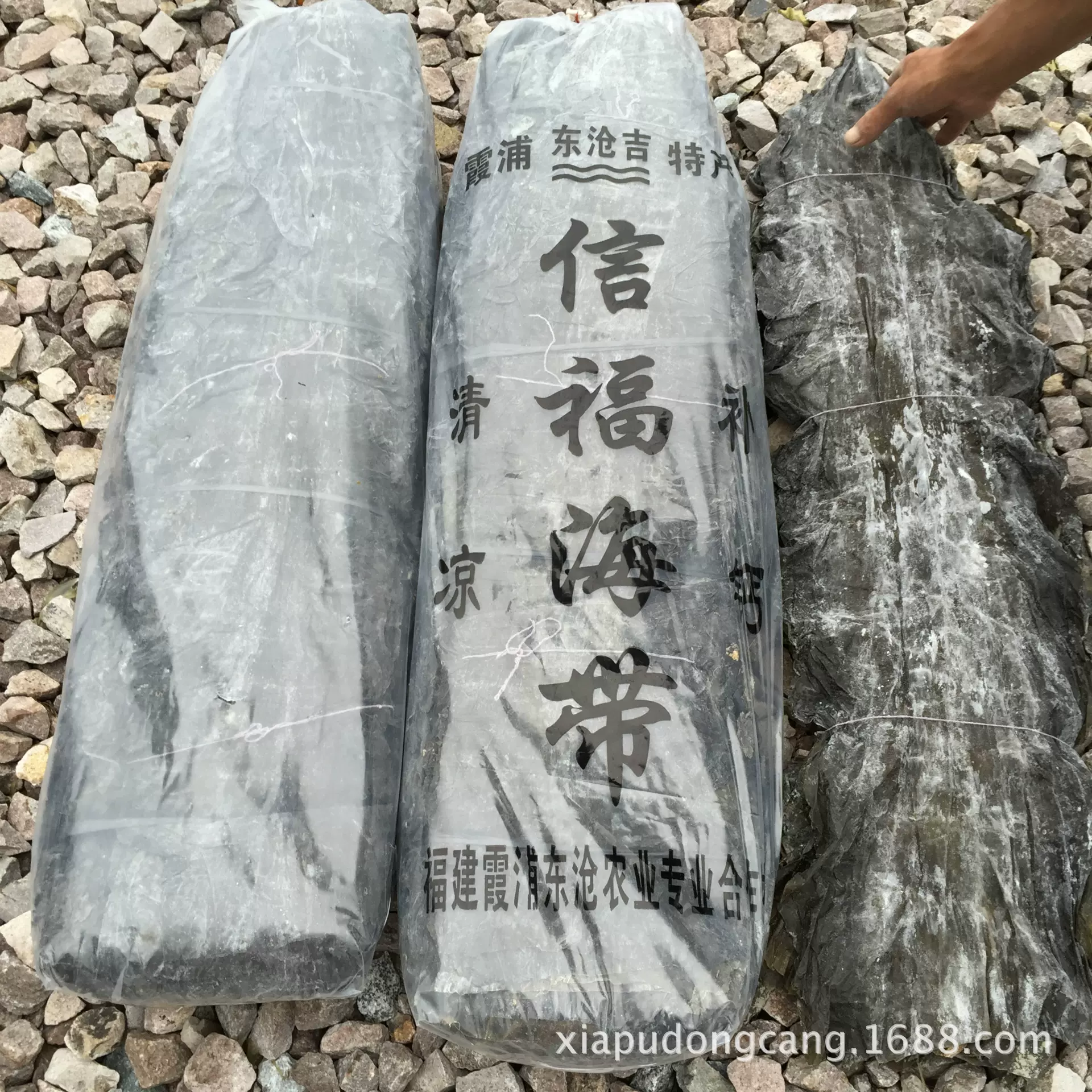 霞浦海带90公分剪头去尾挂晒无沙海带头半干厂家自产自销高纤维