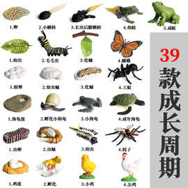 仿真动物模型迷你小动物蝴蝶公鸡蚂蚁青蛙海龟蚊子成长周期玩具