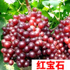 Sunshine rose vine sapphire southern south planted climbing vines Jifeng Grape Miao Special Boat of the year