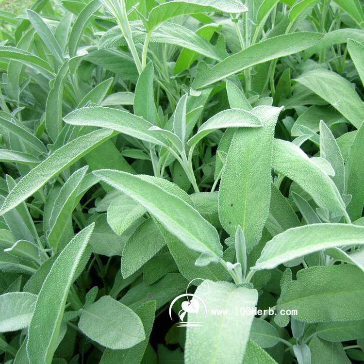 2023鲜芳香鼠尾草鲜叶 意大利鼠尾草叶 巴格旦圆叶鼠尾草鲜叶
