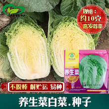 白菜种子 农田菜园耐贮藏叠包头叶柔嫩大白菜火锅饺子菜蔬菜籽