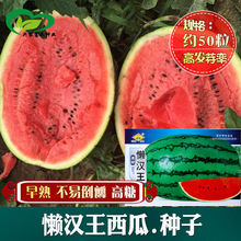 西瓜种子 懒汉王花皮西瓜种子冰糖麒麟硒砂甜脆大西瓜籽批发
