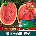 西瓜种子 懒汉王花皮西瓜种子冰糖麒麟硒砂甜脆大西瓜籽批发