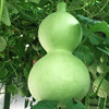 Wholesale Baoshi seeds Ballace Potted courtyard Observation Easy Seed original color bag about 10 wine gourd seed seeds