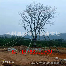 熟苗乌桕树 乌桕基地批发 丛生乌桕大树 多种规格 乔木乌桕树